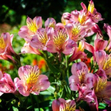 Алстромерия (50 снимки): ярка и атрактивна лилия на инките...